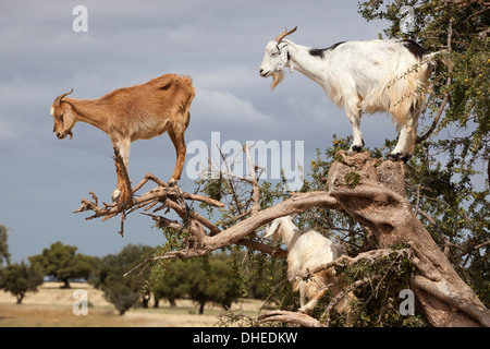 Caprini fino ad albero di Argan, vicino a Essaouira, Marocco, Africa Settentrionale, Africa Foto Stock