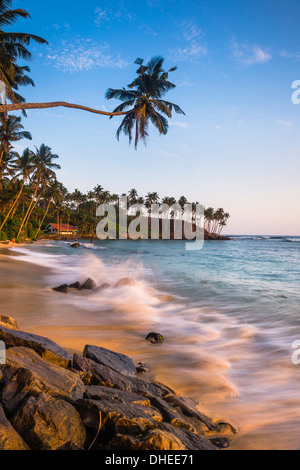 Palm tree, Mirissa Beach, costa meridionale dello Sri Lanka Sri Lanka asia Foto Stock