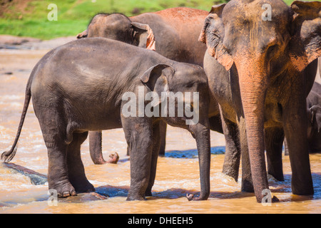 La madre e il bambino elefante in Maha Oya River, Pinnawala l'Orfanotrofio degli Elefanti, vicino a Kegalle in Collina Paese di Sri Lanka Foto Stock