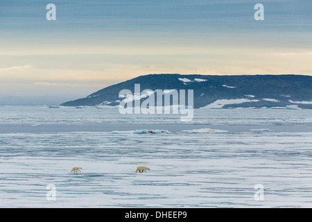 Madre di orso polare (Ursus maritimus) con la coppa dell'anno su ghiaccio in Hinlopen Strait, Svalbard, Norvegia, Scandinavia, Europa Foto Stock