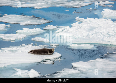 Adulto barbuto guarnizione (Erignathus barbatus) su ghiaccio floe in Hinlopen Strait Spitsbergen, Svalbard, Norvegia, Scandinavia, Europa Foto Stock