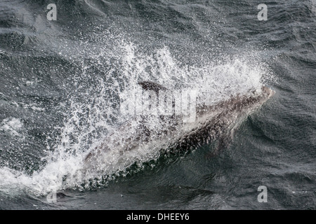 Adulto dal becco bianco dolphin (Lagenorhynchus albirostris) al largo della costa occidentale di Spitsbergen, Svalbard, Norvegia, Scandinavia, Europa Foto Stock