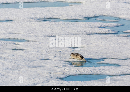 Una guarnizione inanellato (Pusa hispida) vicino al suo foro per la respirazione in Storfjorden, Svalbard, Norvegia, Scandinavia, Europa Foto Stock