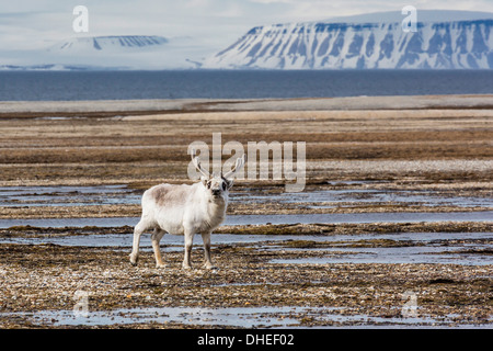 Adulto bull renna delle Svalbard (Rangifer tarandus platyrhynchus), a Augustabreen, Nordaustlandet, Svalbard, Norvegia e Scandinavia Foto Stock