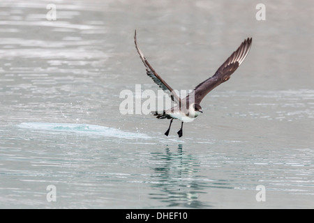 Parassiti adulti (Artico) skua (Stercorarius parasiticus) prendendo il largo a Monacobreen, Spitsbergen, Svalbard, Norvegia e Scandinavia Foto Stock