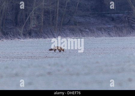 Red Fox (Vulpes vulpes vulpes) su un campo Foto Stock