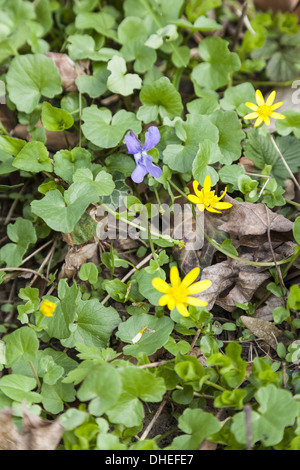 Marzo violette (Viola odorata) Foto Stock