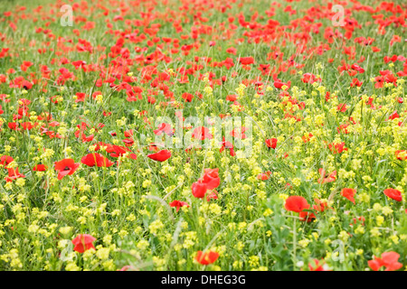 Campo di fiori di campo e di papavero, Val d'Orcia, in provincia di Siena, Toscana, Italia, Europa Foto Stock