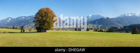 Albero singolo nelle Prealpi paesaggio in autunno, Fussen, Ostallgau, Allgau, Allgau Alpi, Baviera, Germania, Europa Foto Stock
