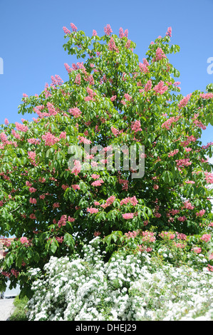 Ippocastano Foto Stock