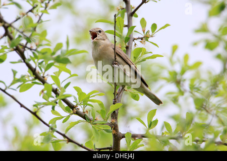 Sylvia borin, giardino trillo Foto Stock