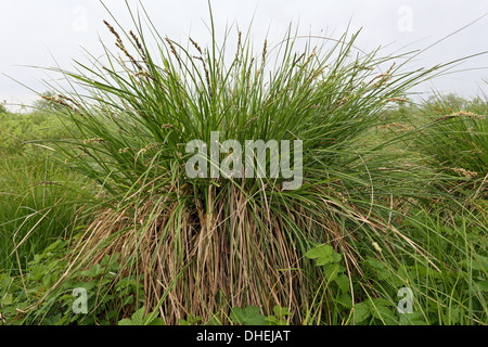 Maggiore tussock sedge, Carex paniculata Foto Stock