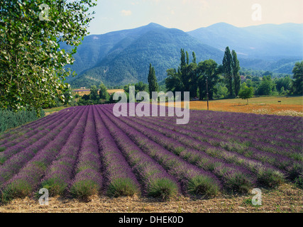 Campo di lavanda, Plateau de Sault, Provenza, Francia Foto Stock