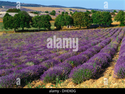 Campo di lavanda, Le Plateau de Sault, Provenza, Francia Foto Stock