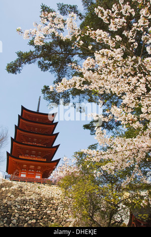 La molla di fiori di ciliegio a Senjokaku cinque piani pagoda, l'isola di Miyajima, Sito Patrimonio Mondiale dell'UNESCO, isola di Honshu, Giappone, Asia Foto Stock