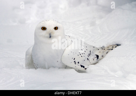 Maschio di civetta delle nevi (Bubo scandiacus). Foto Stock