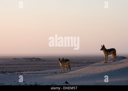 Nero-backed sciacalli (Canis mesomelas), Skeleton Coast, Namibia, Africa Foto Stock