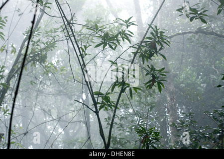 Foresta Shola interno nella nebbia, Eravikulam National Park, Kerala, India, Asia Foto Stock