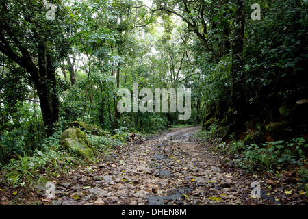 Percorso nella Foresta Shola, Eravikulam National Park, Kerala, India, Asia Foto Stock