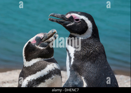 I pinguini di Magellano (Spheniscus magellanicus), penisola Valdez, Sito Patrimonio Mondiale dell'UNESCO, Argentina Foto Stock