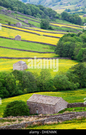 Campo fienili in buttercup prati vicino Thwaite in Swaledale, Yorkshire Dales, nello Yorkshire, Inghilterra, Regno Unito, Europa Foto Stock