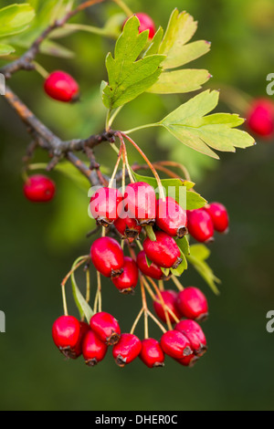 Coppia bel rosso biancospino bacche Foto Stock