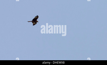 Nibbio reale (Milvus milvus) sorvolano Ivinghoe Beacon, Buckinghamshire, Regno Unito Foto Stock