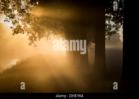 Sun clearing lontano la nebbia con un filare di alberi lungo un canale Foto Stock