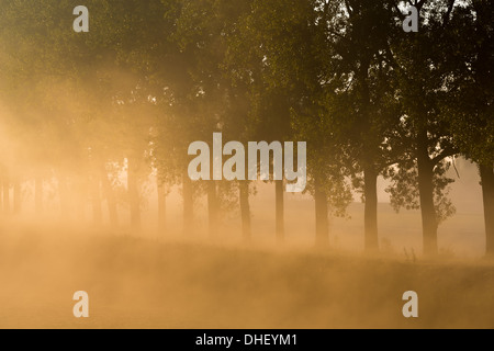 Sun clearing lontano la nebbia con un filare di alberi lungo un canale Foto Stock