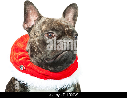 Natale - cane bulldog francese vestito per Natale Foto Stock