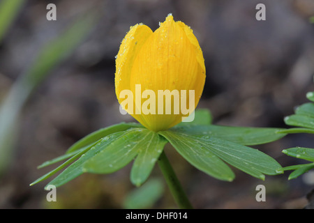 Aconitum invernale, Eranthis hyemalis Foto Stock