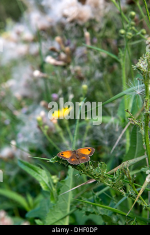 Un gatekeeper butterfly, Pyronia tithonus, appoggiato su una foglia di cardo in un estuario di Ax Zone Umide Riserva Naturale Foto Stock