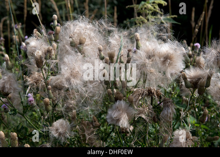 Thistledown, creeping thistle, Cirsium arvense, semina di piante con cibo per fringuelli e altre sementi di mangiare gli uccelli Foto Stock