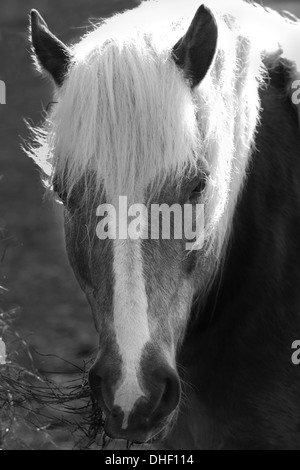 Ritratto di una razza Haflinger in balack e bianco Foto Stock