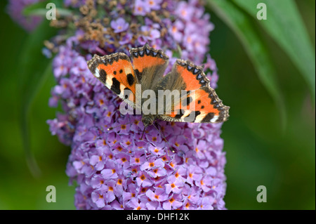 Un piccolo tortoiseshel butterfly, Aglais urticae, withothes e un drone di volare su un Buddleja davidii fiore Foto Stock