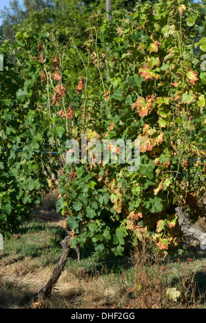 I sintomi di carenza di magnesio su vitigni a frutto in gironde, Francia, Agosto Foto Stock