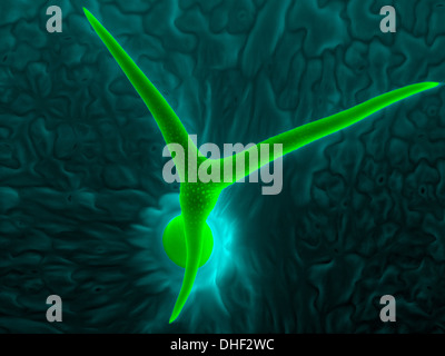 Tricoma (foglie) per capelli di thale cress (Arabidopsis thaliana), micrografia al microscopio elettronico a scansione. Foto Stock