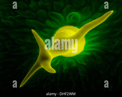 Tricoma (foglie) per capelli di thale cress (Arabidopsis thaliana), micrografia al microscopio elettronico a scansione. Foto Stock