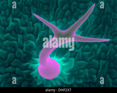 Tricoma (foglie) per capelli di thale cress (Arabidopsis thaliana), micrografia al microscopio elettronico a scansione. Foto Stock