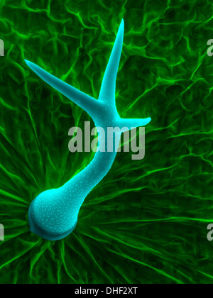 Tricoma (foglie) per capelli di thale cress (Arabidopsis thaliana), micrografia al microscopio elettronico a scansione. Foto Stock