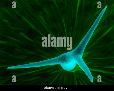 Tricoma (foglie) per capelli di thale cress (Arabidopsis thaliana), micrografia al microscopio elettronico a scansione. Foto Stock