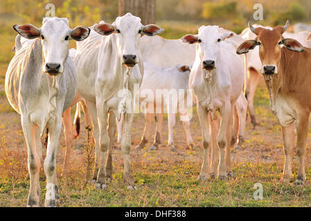 Il Brasile, Mato Grosso, Pantanal, Nelore vacche bovini bianchi, allevamento, agricoltura, animali, mucche cercando di fotocamera, Fazenda Ipiranga, free living vacche, la produzione di carne, brasile 2014, allevamento, allevamento, animali da fattoria Foto Stock