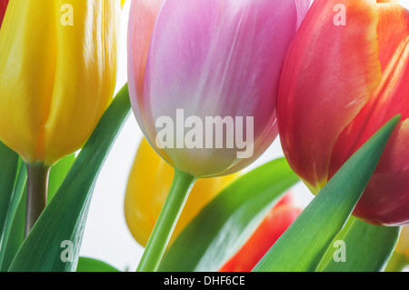 Tulipani rosa su sfondo verde closeup Foto Stock