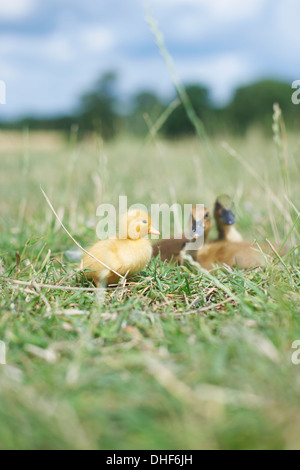 Pulcino di bambino e le ochette nel campo Foto Stock