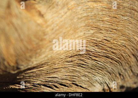 Sfondo testurizzata di legno duro come si vede nel deserto dell'Africa. Bellezza attraverso la granella, curva, contrasto, contorno e colore Foto Stock