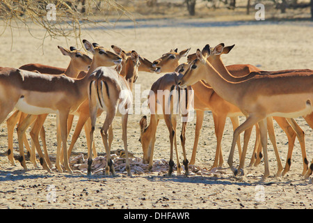 Comune di Impala - la fauna selvatica sfondo dall Africa - Bello e divertente dalla natura Foto Stock