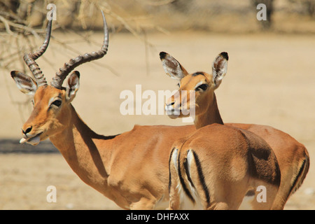 Comune di Impala - la fauna selvatica sfondo dall Africa - Bello e divertente dalla natura Foto Stock