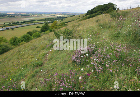 Aston Rowant Riserva Naturale Nazionale, Bucks Foto Stock