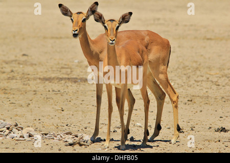 Comune di Impala - la fauna selvatica sfondo dall Africa - Bello e divertente dalla natura Foto Stock