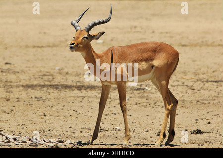 Comune di Impala - la fauna selvatica sfondo dall Africa - Bello e divertente dalla natura Foto Stock